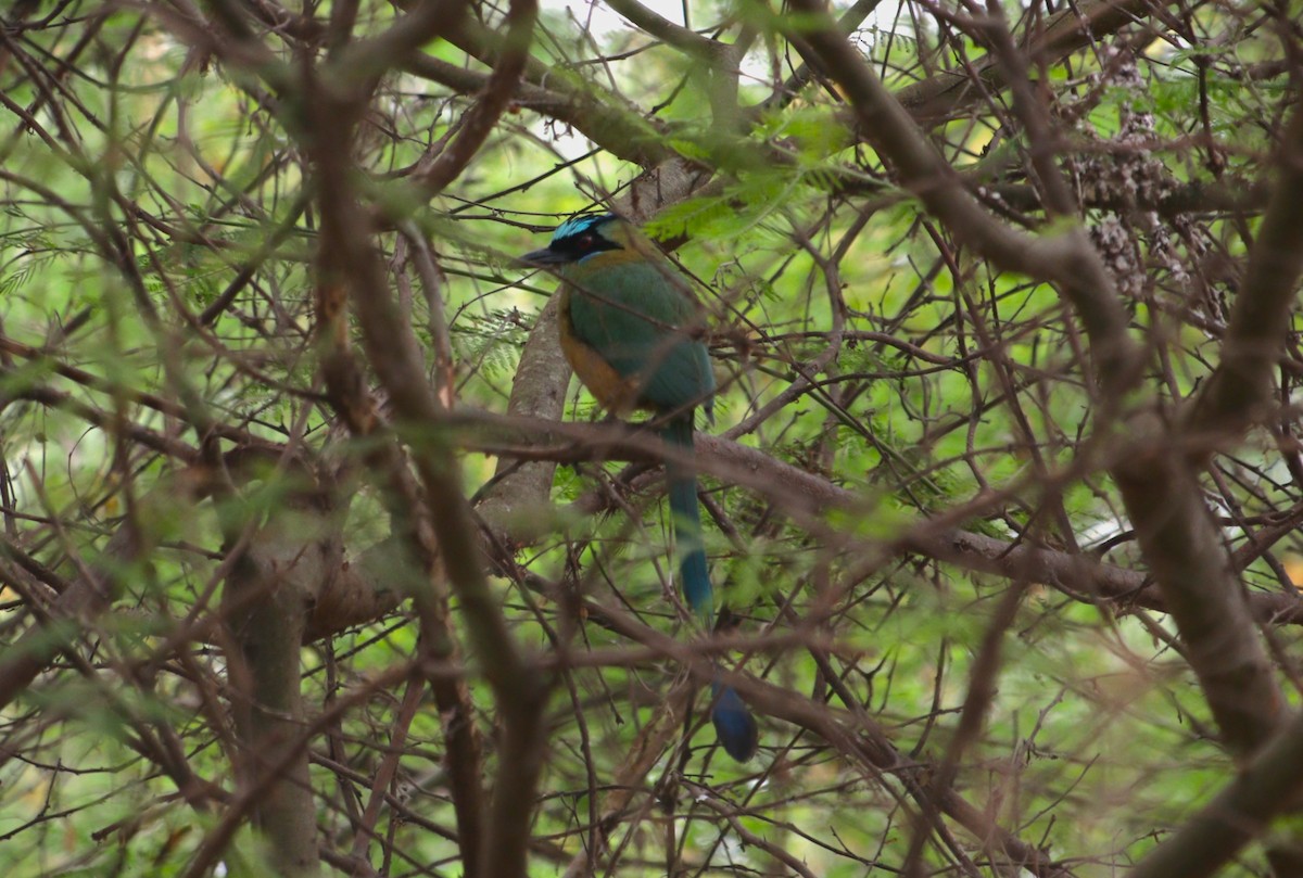 Whooping Motmot - ML647086985