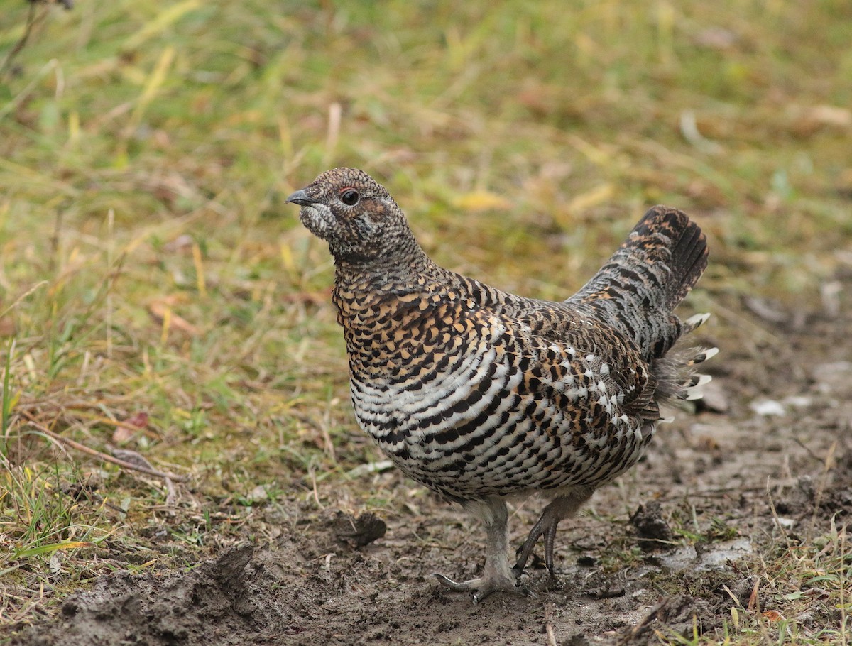 Spruce Grouse - ML647086989