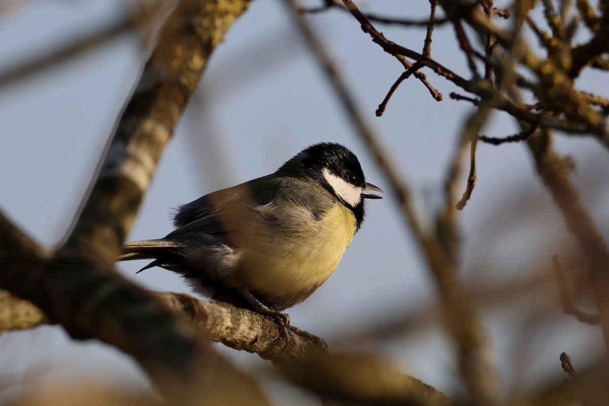 Kohlmeise [major-Gruppe] - ML647086990