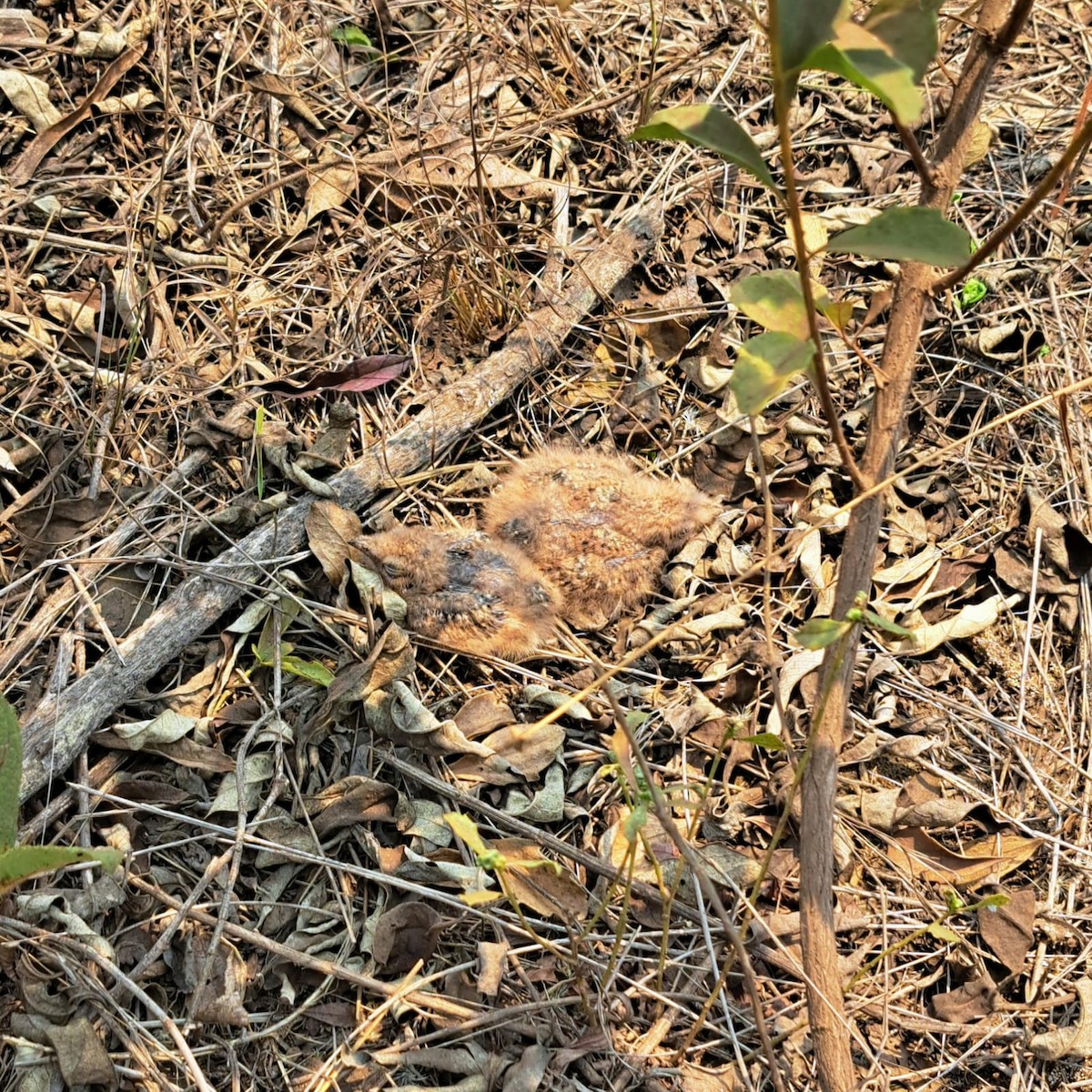 Scissor-tailed Nightjar - ML647086995