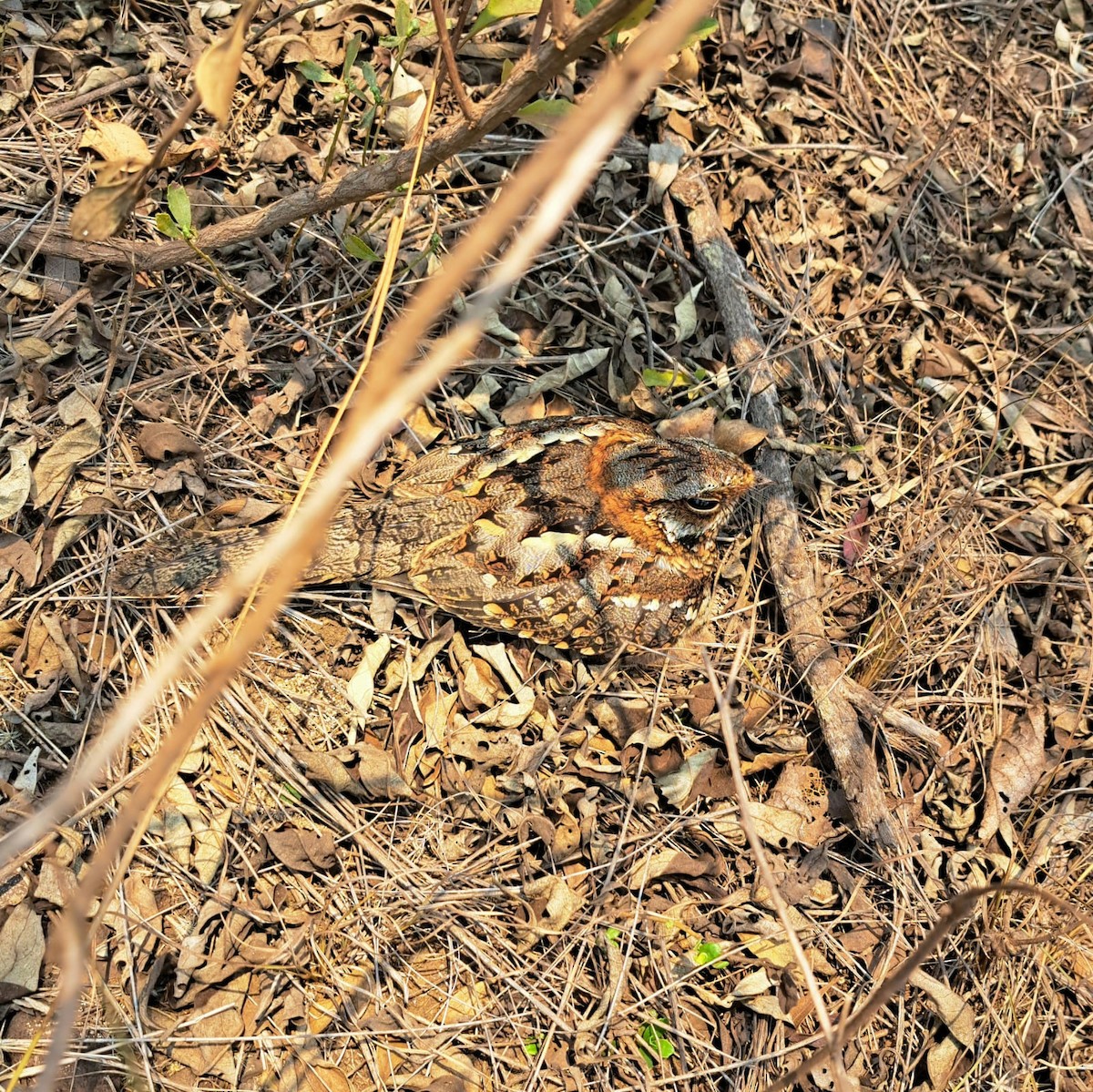 Scissor-tailed Nightjar - ML647086996