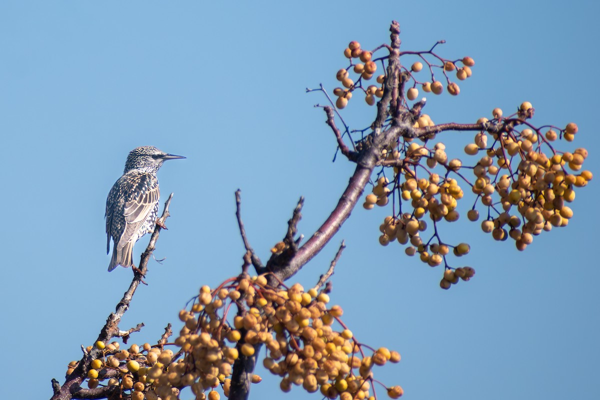 European Starling - ML647086999