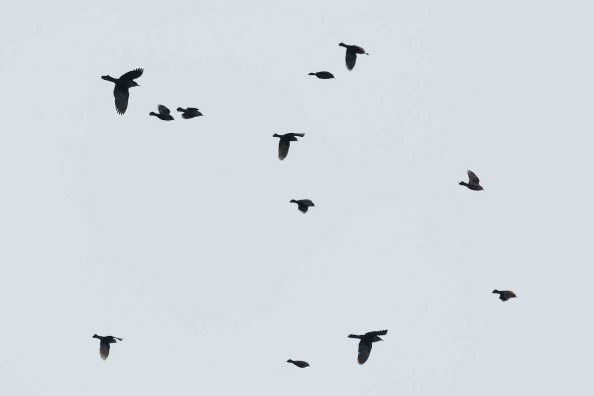 Common Grackle - ML647087002