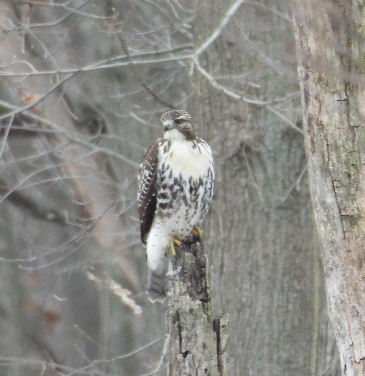 Red-tailed Hawk - ML647087008