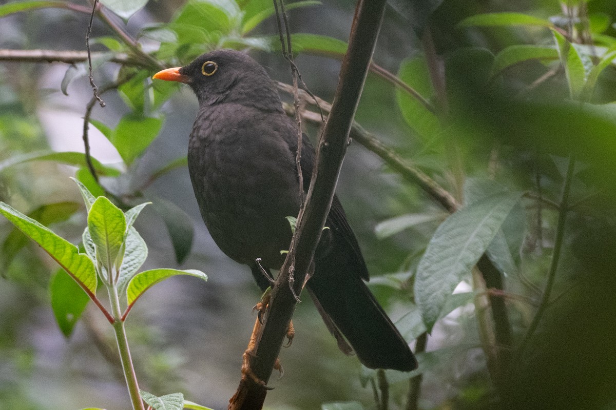 Great Thrush - ML647087009