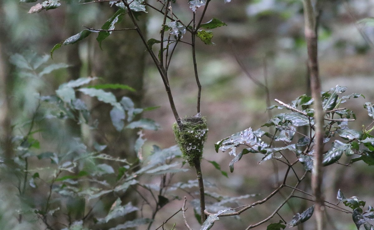 Australian Spectacled Monarch - ML647087012