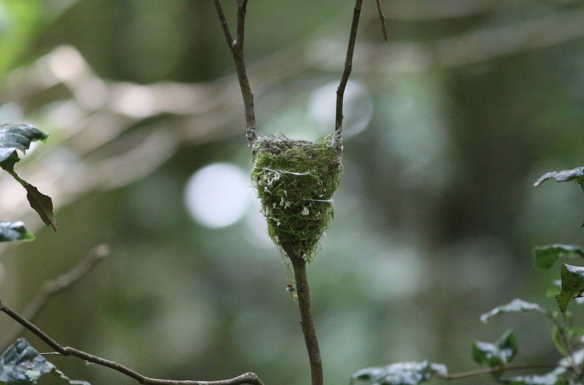 Australian Spectacled Monarch - ML647087013