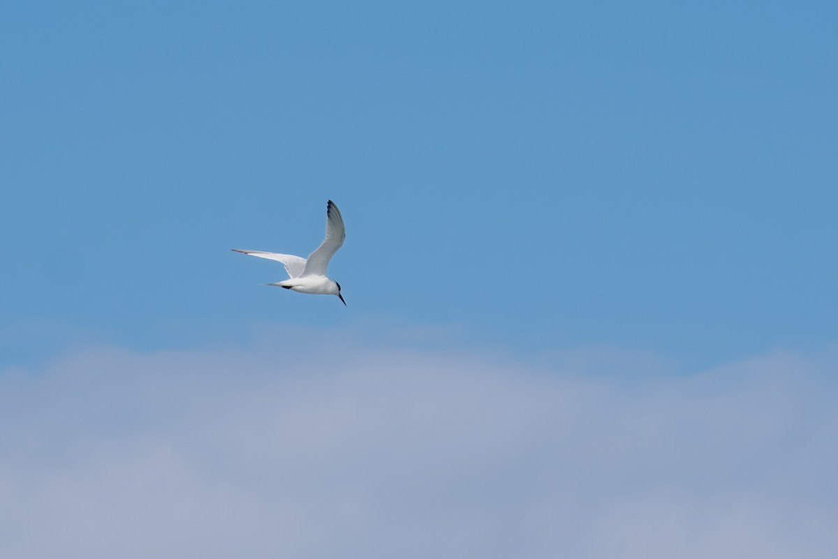 Sandwich Tern (Eurasian) - ML647087018