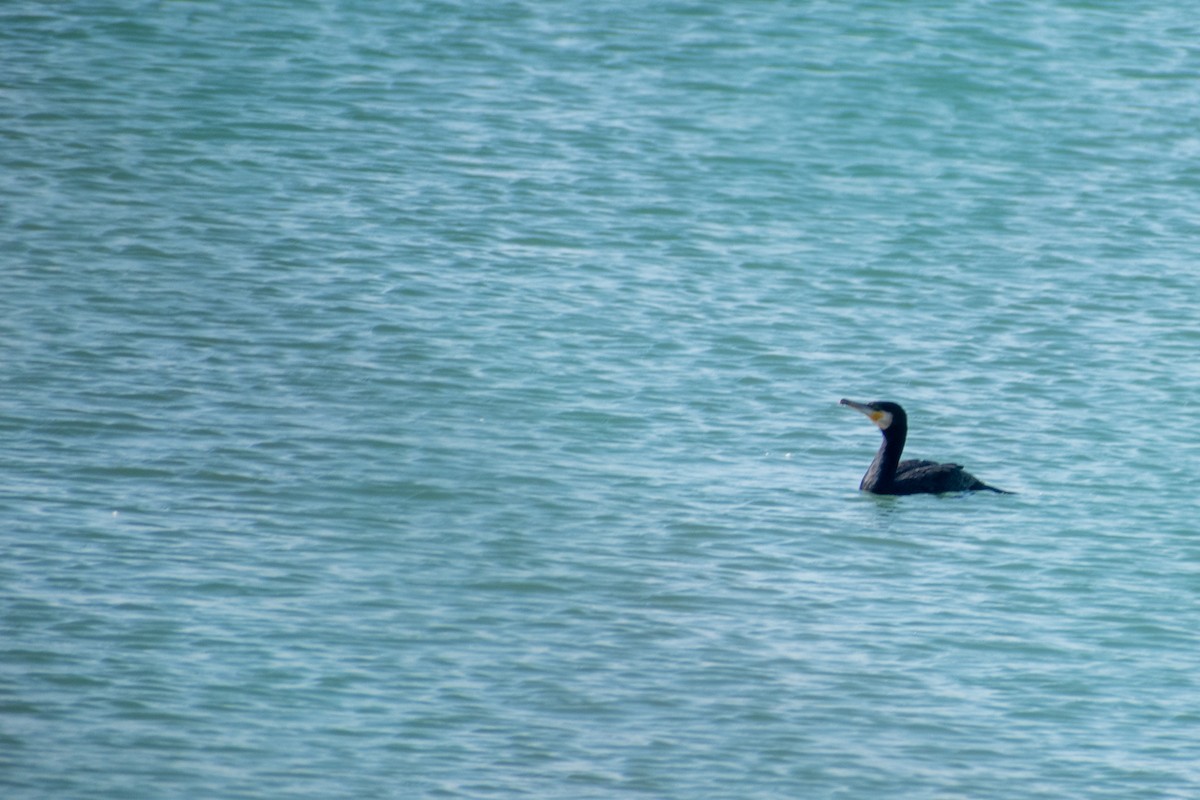 Great Cormorant (Eurasian) - ML647087030