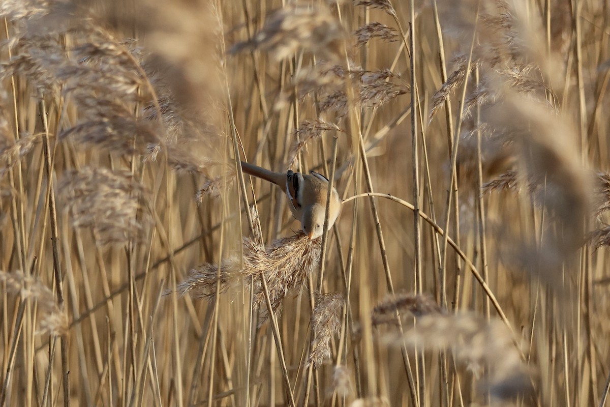 Bartmeise - ML647087048