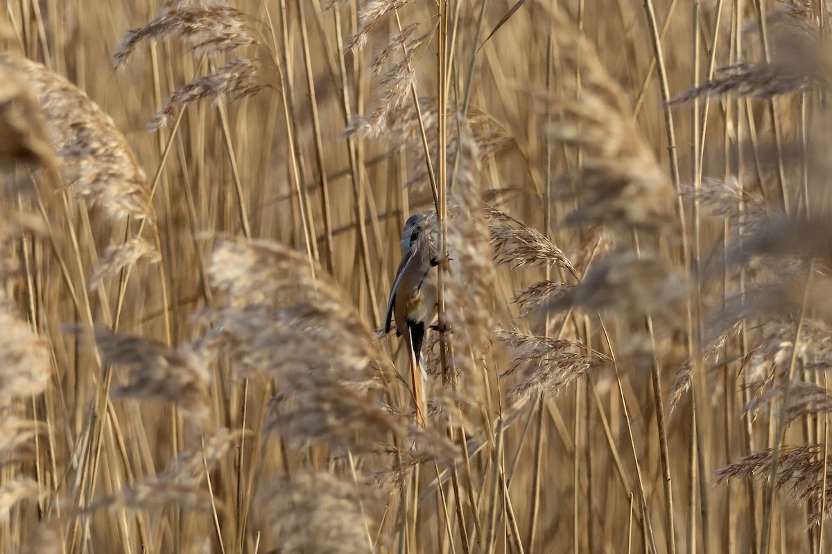 Bartmeise - ML647087049