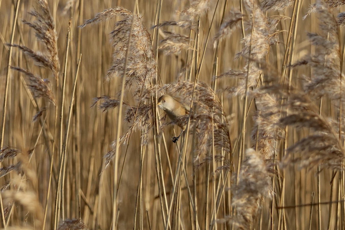 Bartmeise - ML647087050