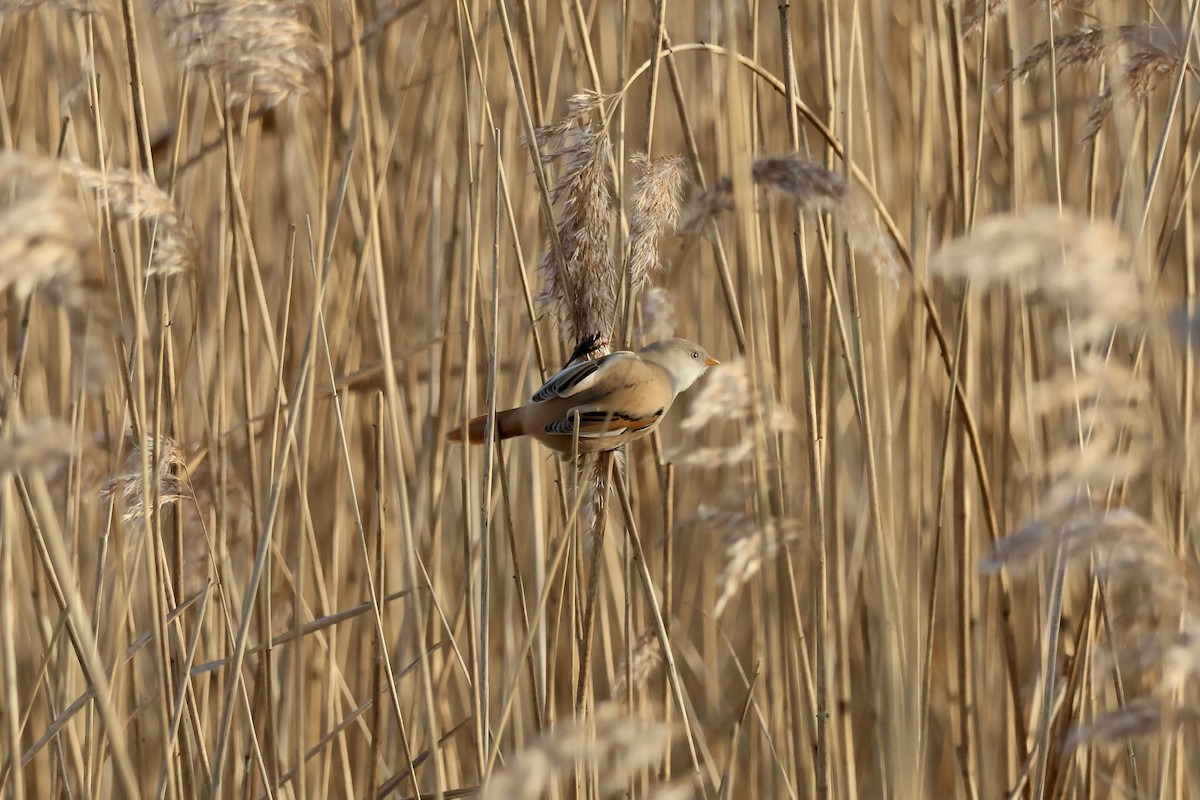 Bartmeise - ML647087051