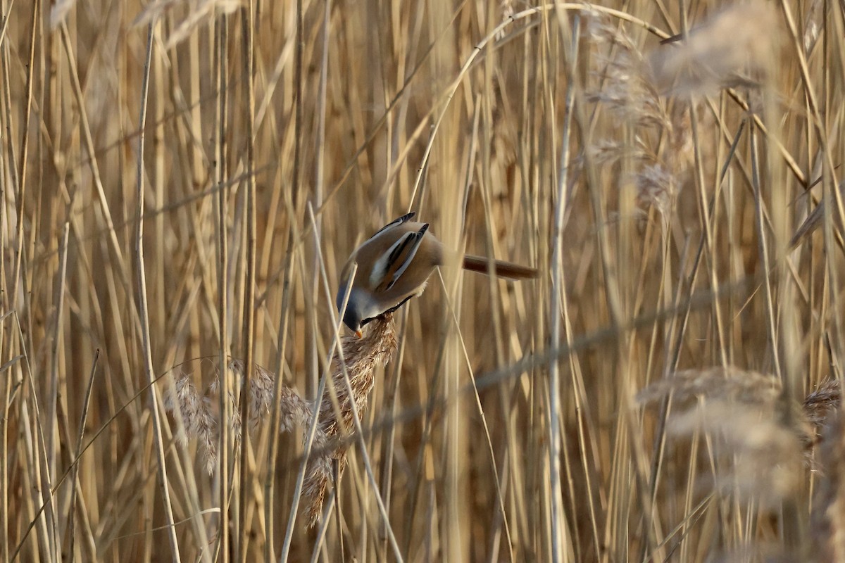 Bartmeise - ML647087053