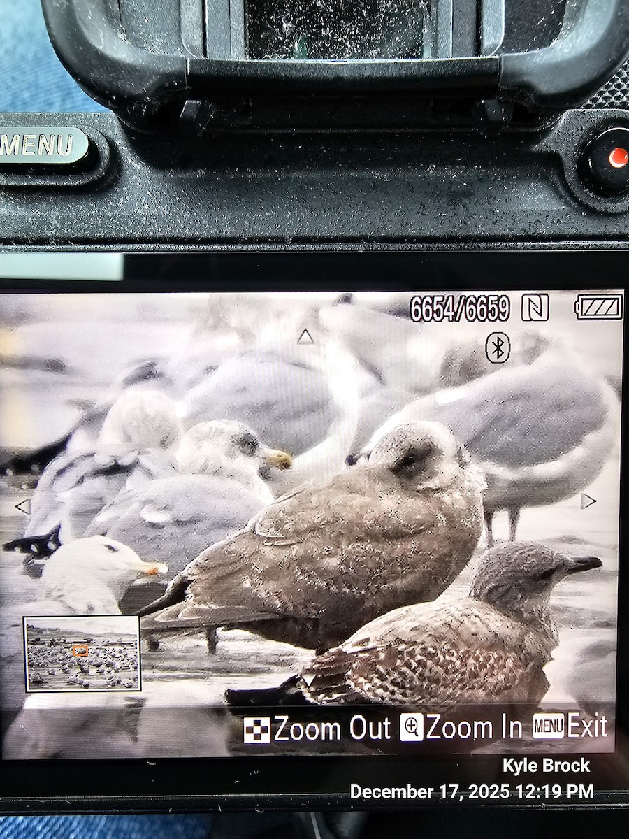 Goéland à ailes grises - ML647087060