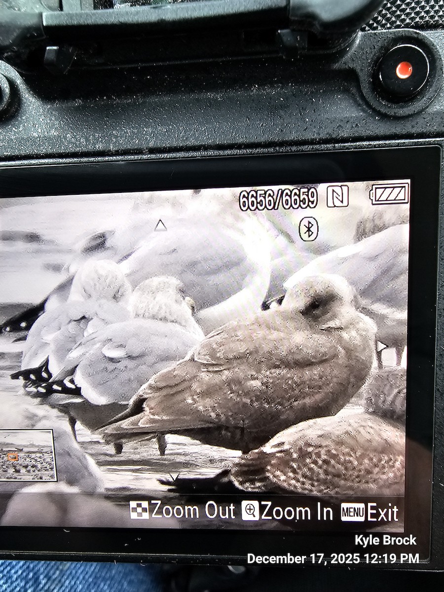 Goéland à ailes grises - ML647087062