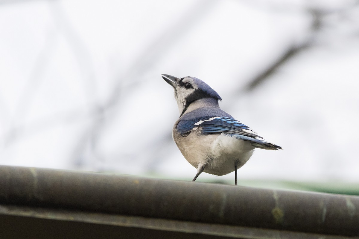 Blue Jay - ML647087067