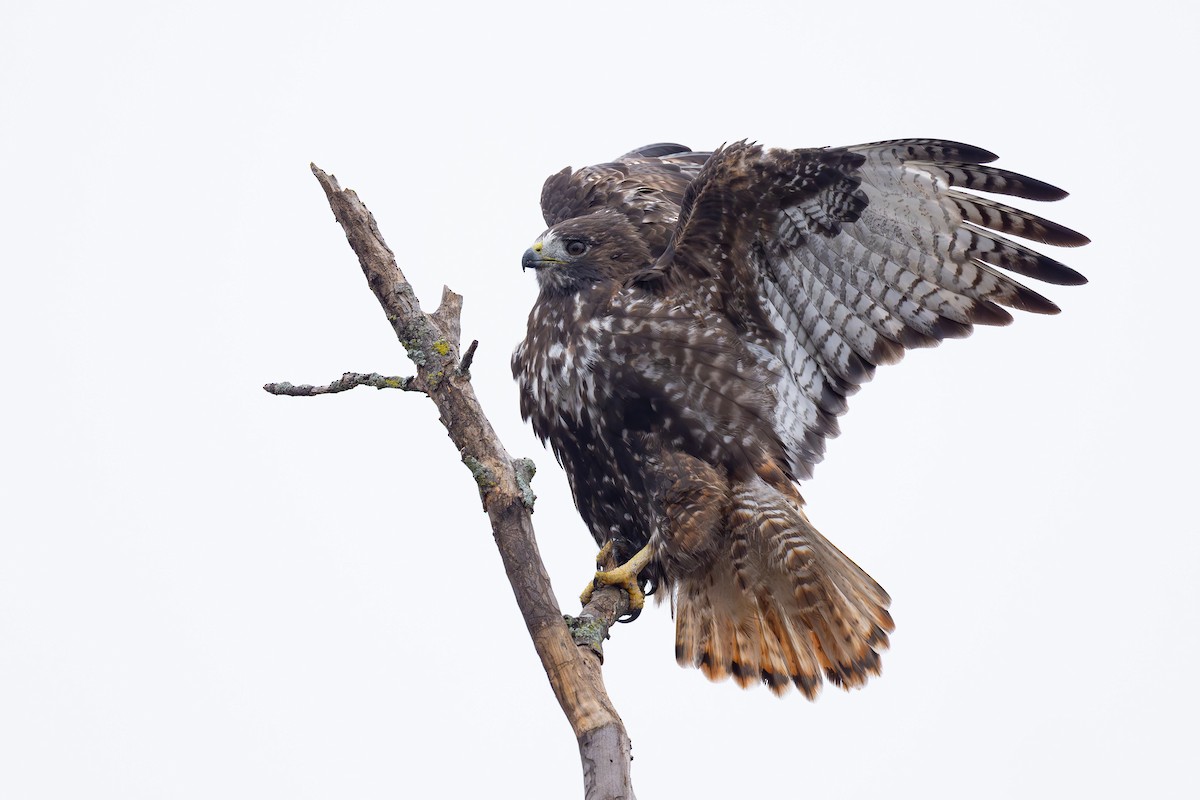 rødstjertvåk (harlani) - ML647087074