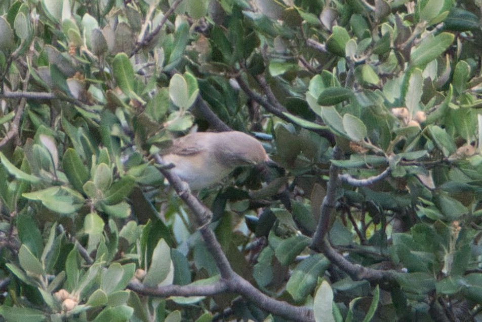 Garden Warbler - ML647087075