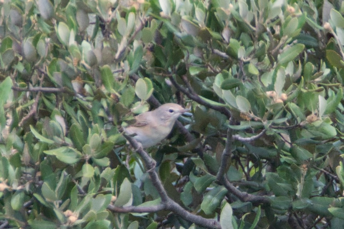 Garden Warbler - ML647087076