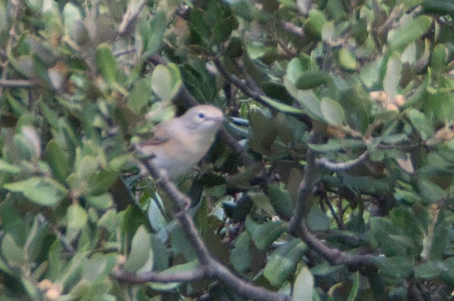 Garden Warbler - ML647087077