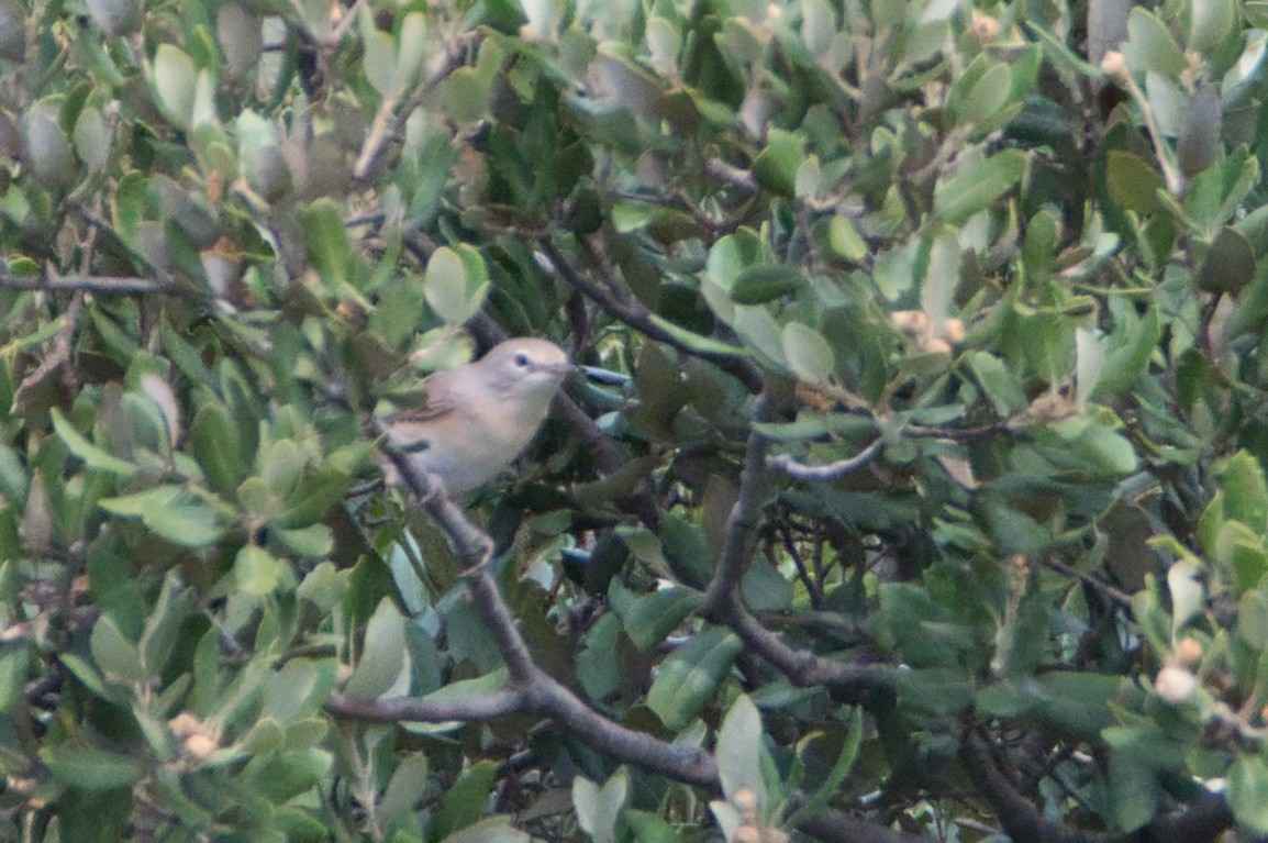 Garden Warbler - ML647087078