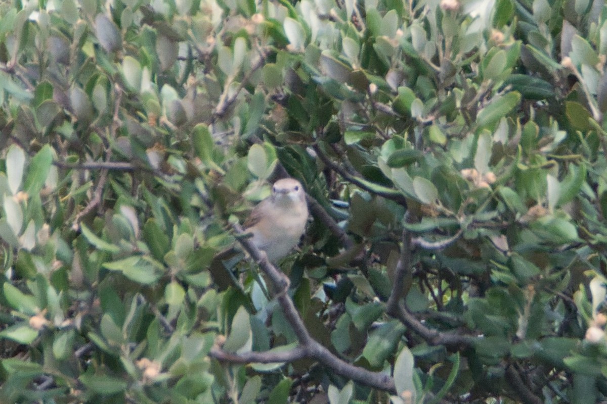 Garden Warbler - ML647087079