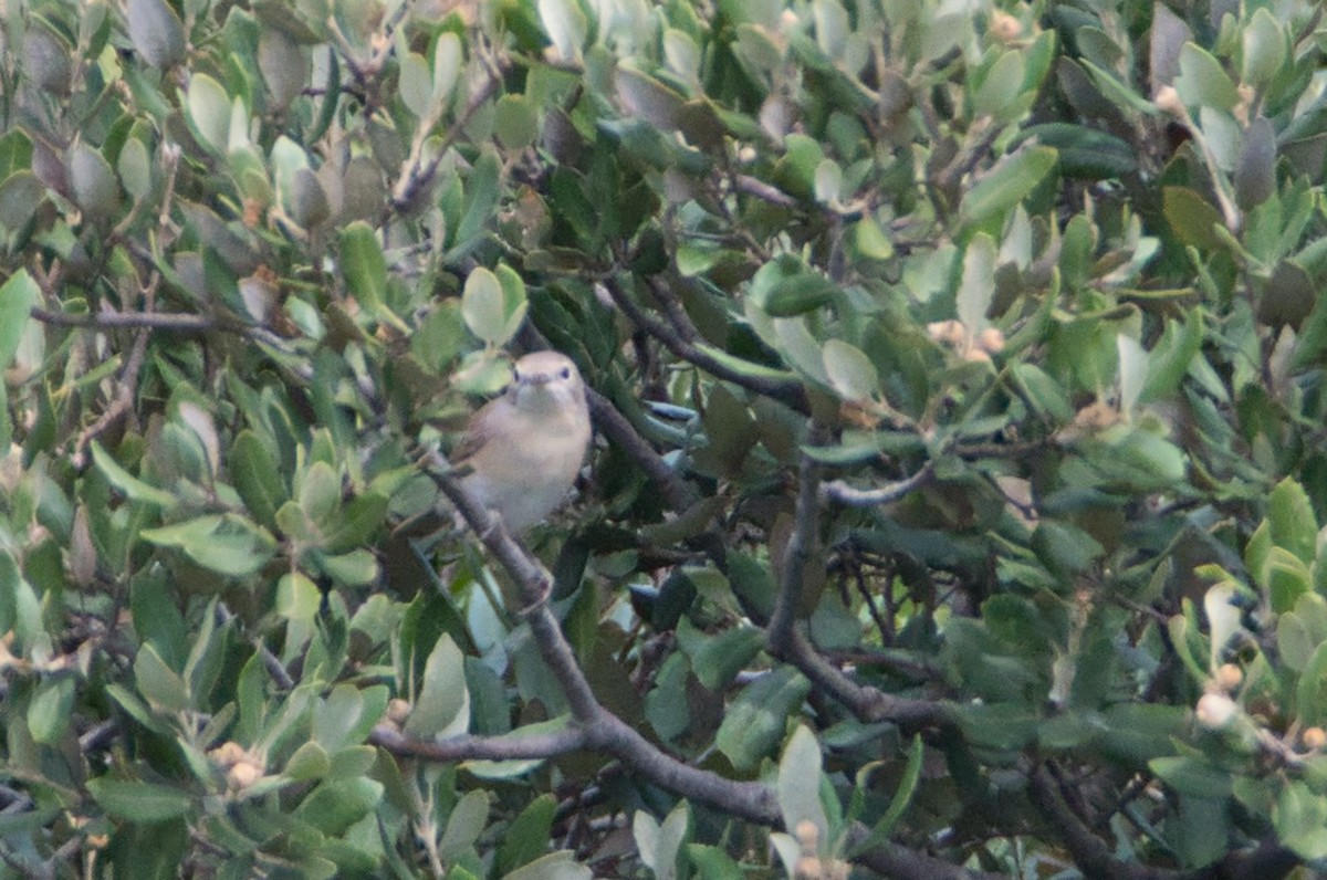 Garden Warbler - ML647087080