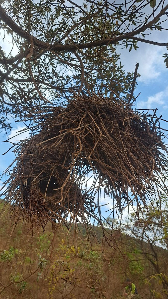 Rufous-fronted Thornbird - ML647087081