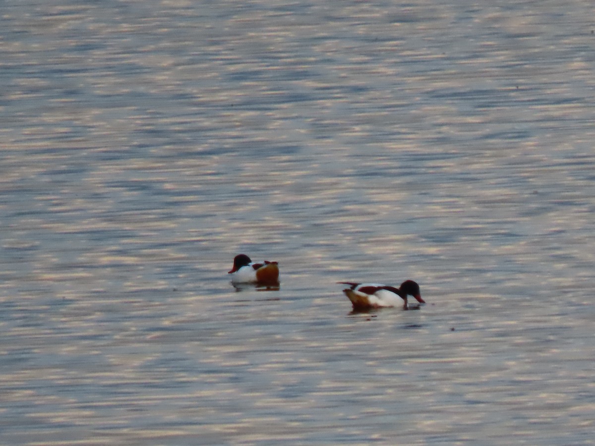 Галагаз євразійський - ML647087090