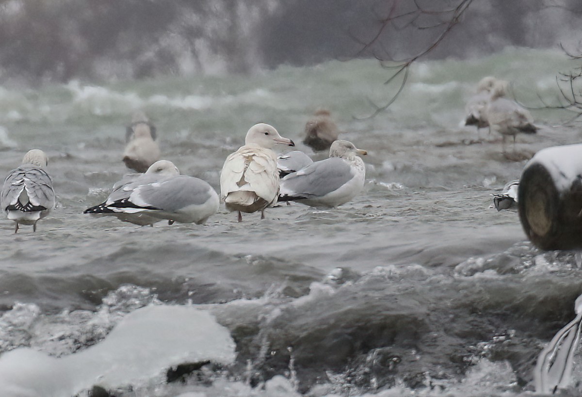 Gavión Hiperbóreo - ML647087093