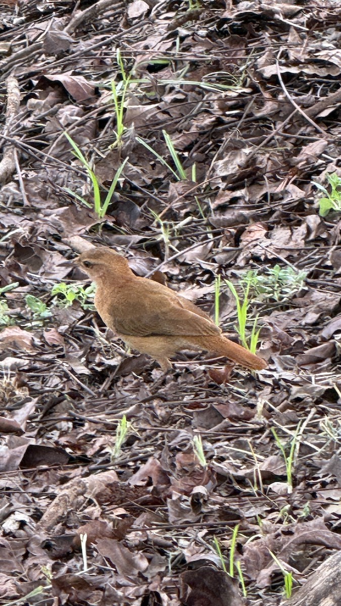 Rufous Hornero - ML647087094