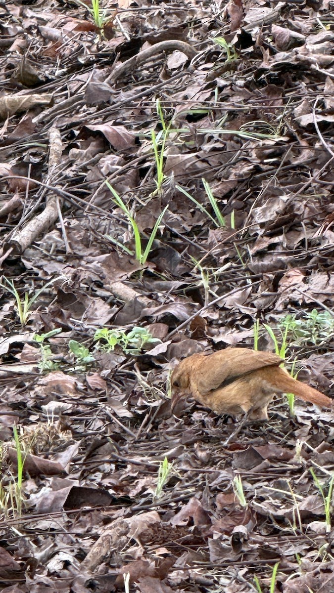 Rufous Hornero - ML647087095