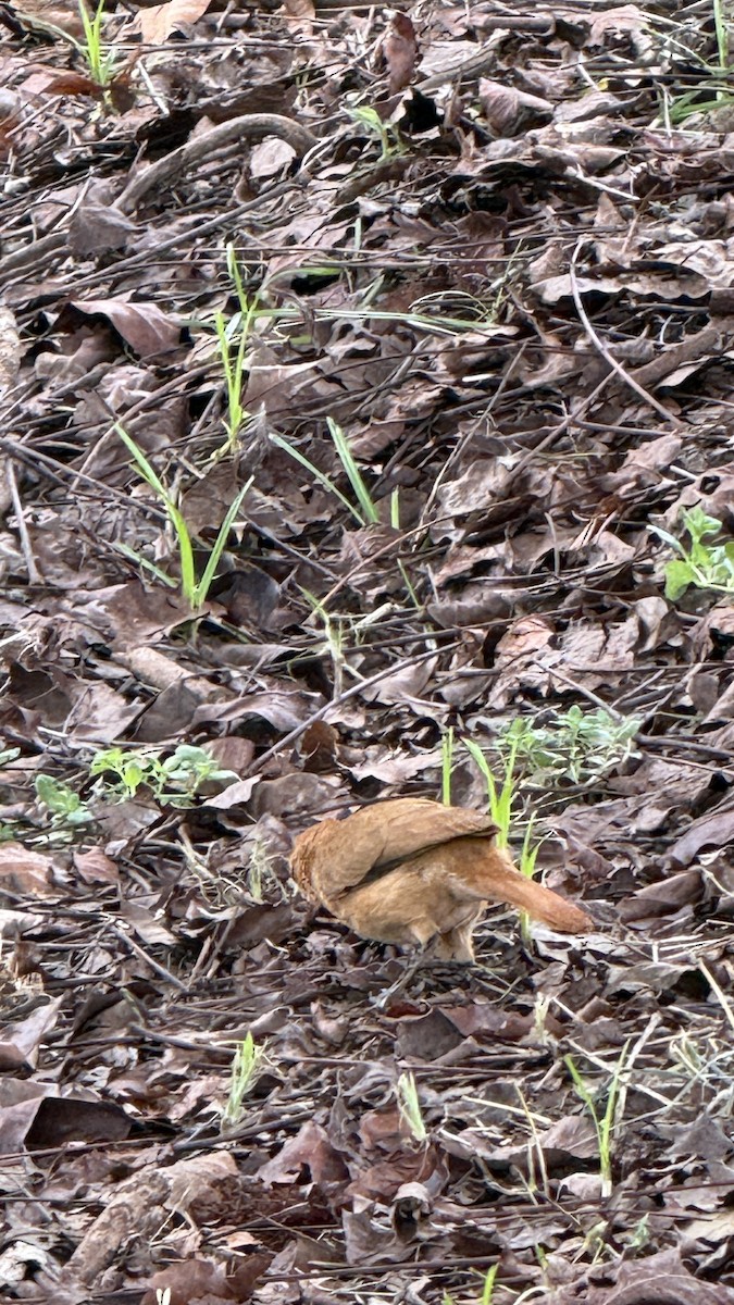 Rufous Hornero - ML647087096