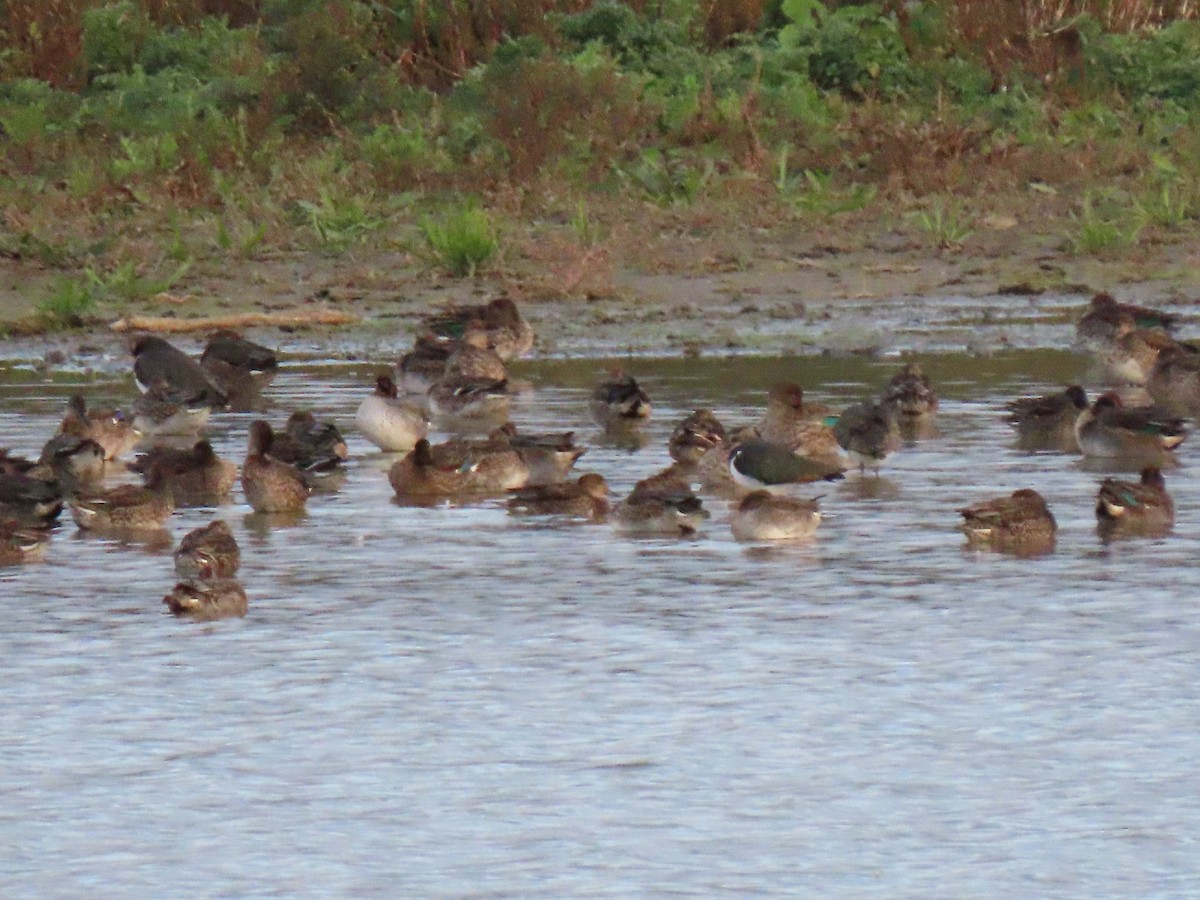 Green-winged Teal - ML647087103