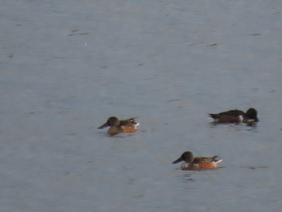 Northern Shoveler - ML647087110