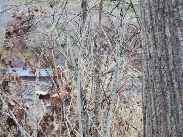 Black-capped Chickadee - ML647087118