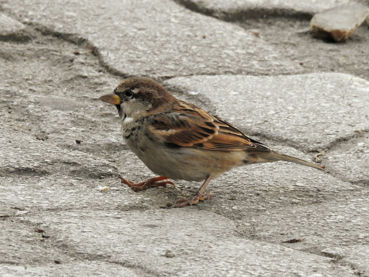 Spanish Sparrow - ML647087123