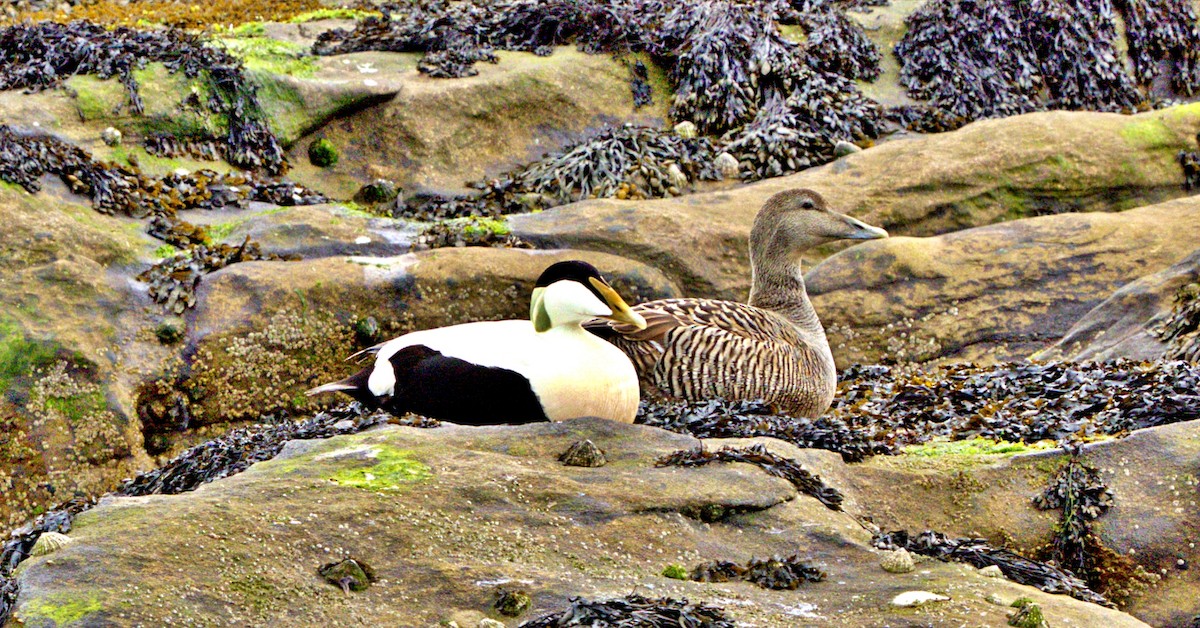 Common Eider - ML647087126