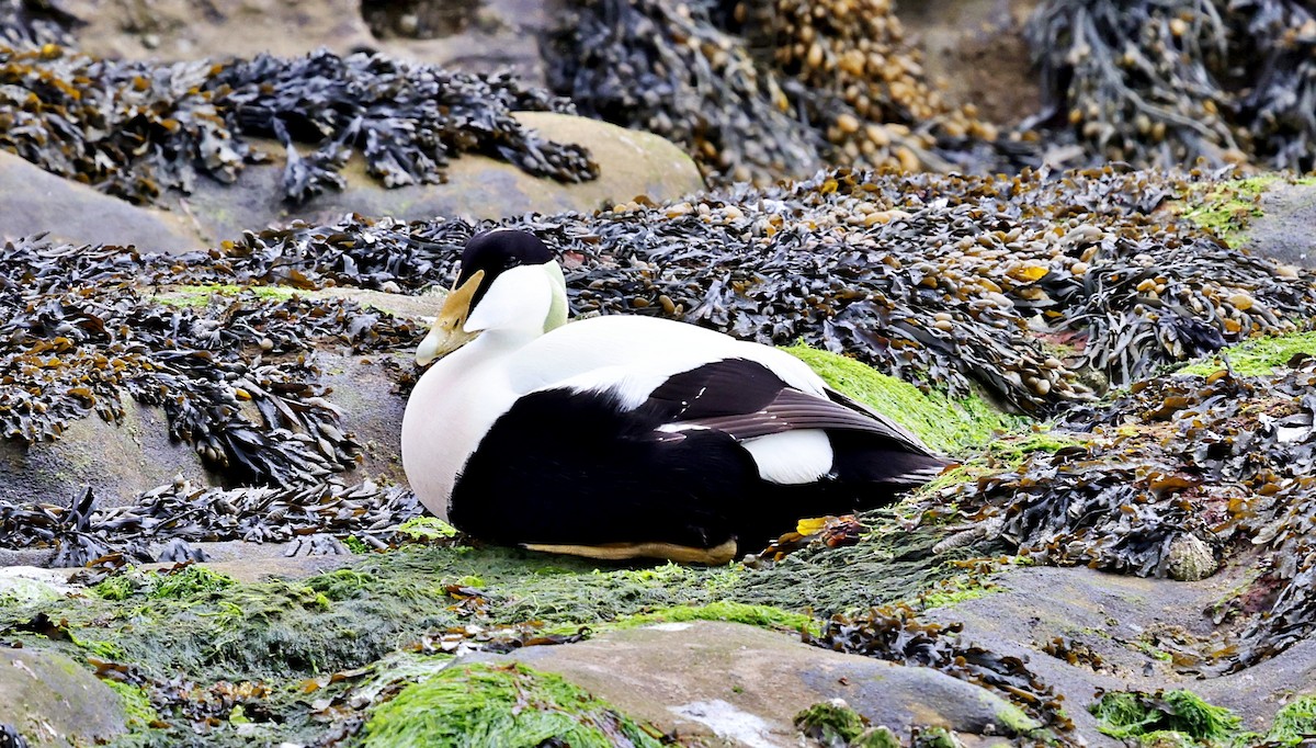 Common Eider - ML647087127