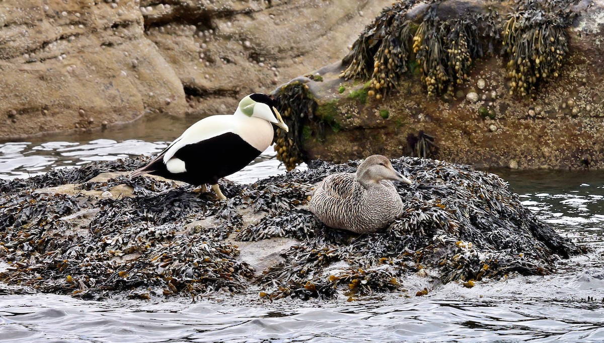 Common Eider - ML647087128