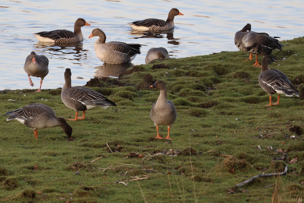 Tundrasaatgans - ML647087132