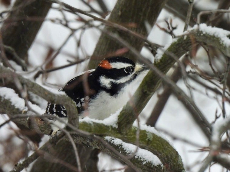 Hairy Woodpecker - ML647087138
