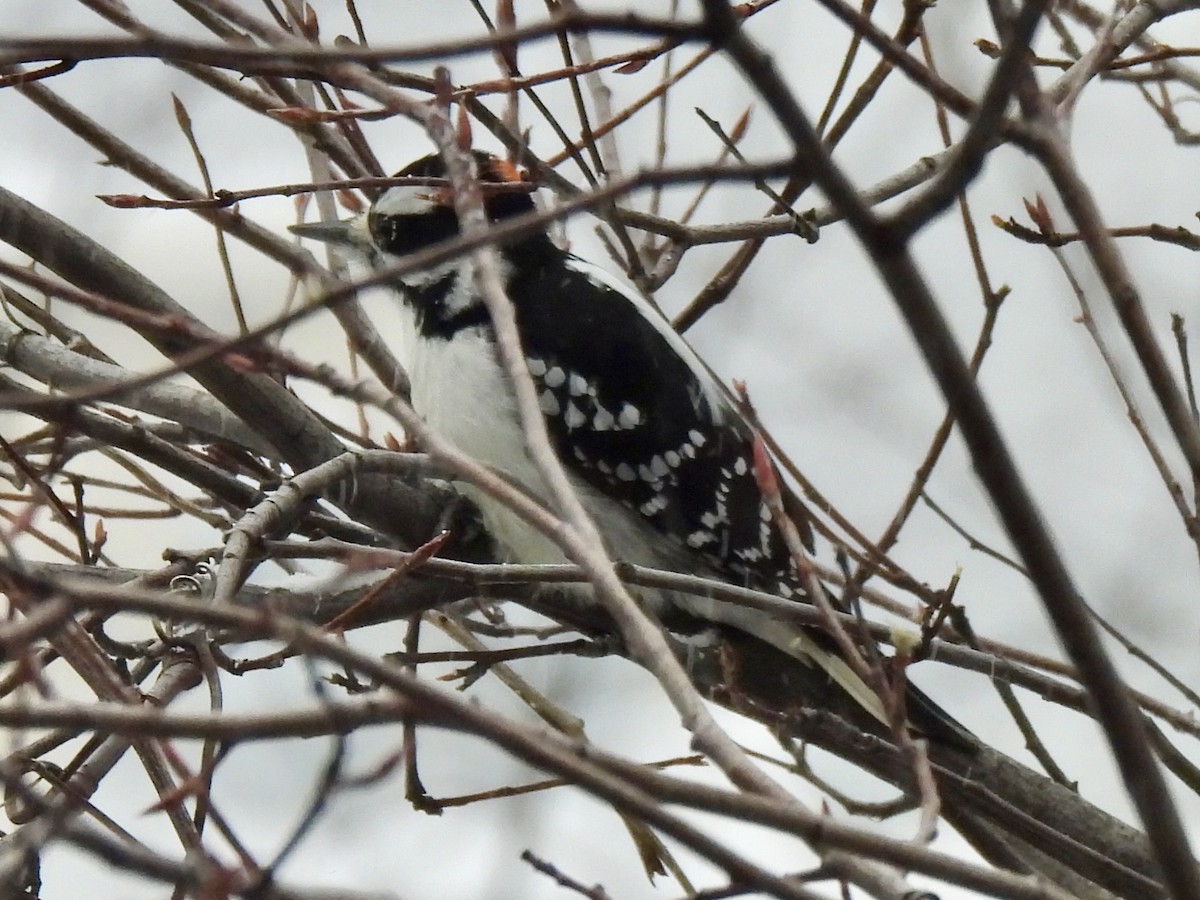 Hairy Woodpecker - ML647087139