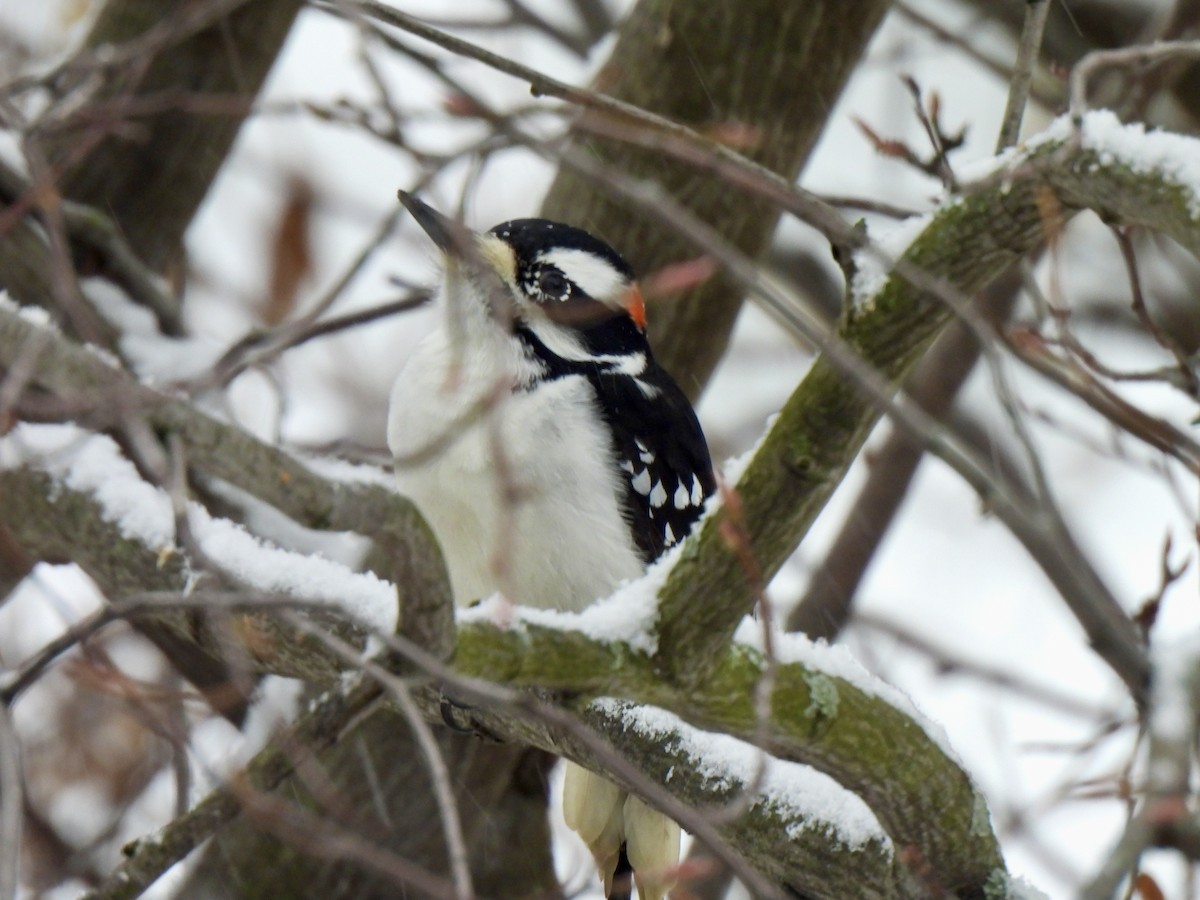 Hairy Woodpecker - ML647087140