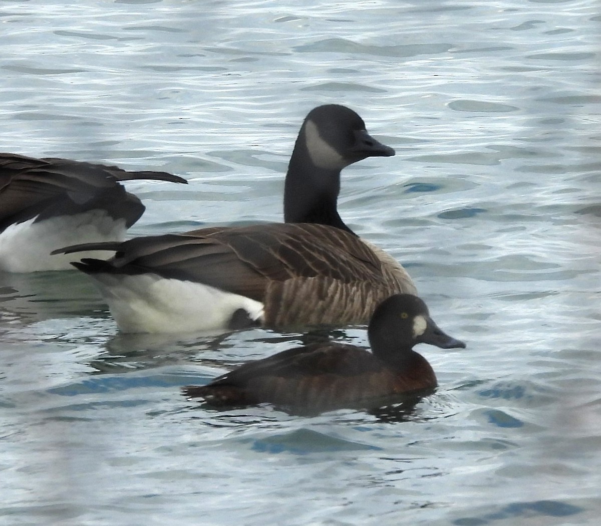 Porrón Bastardo - ML647087141