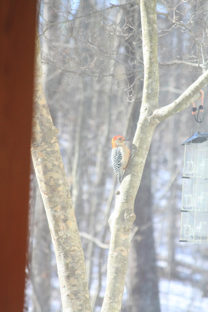 シマセゲラ - ML647087142