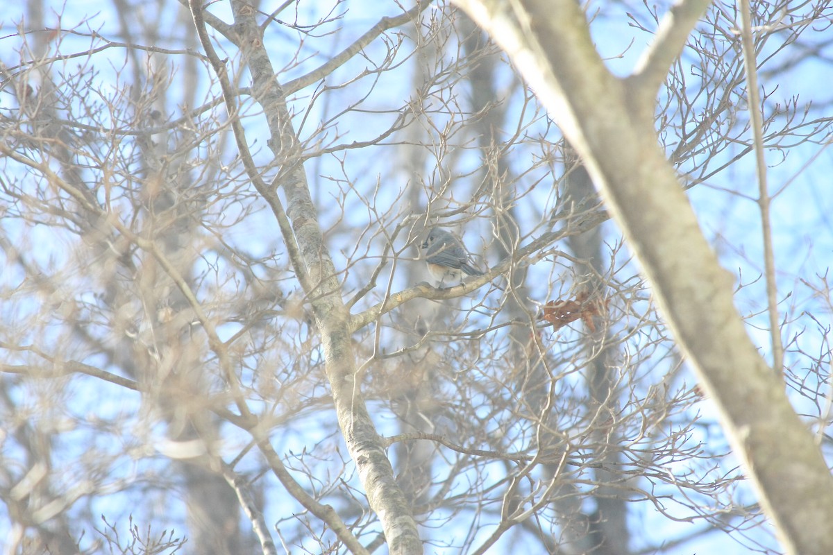 エボシガラ - ML647087146