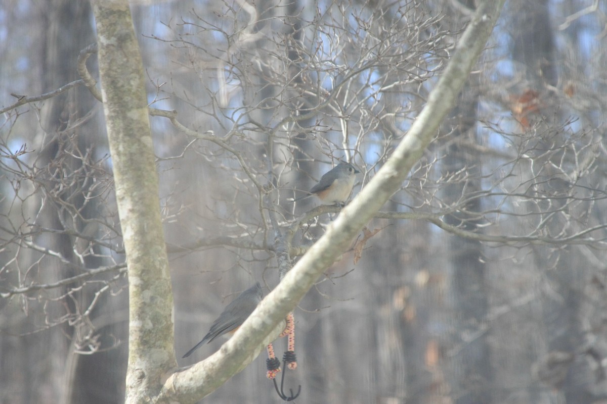 エボシガラ - ML647087147