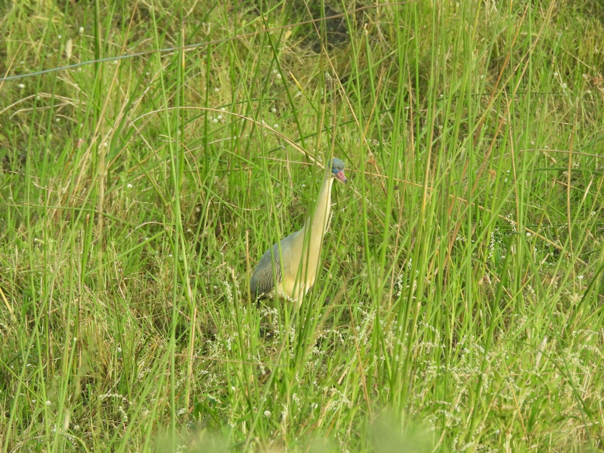 Whistling Heron - ML647087148
